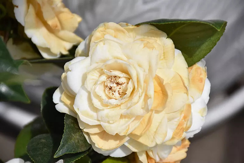 **LEMON GLOW*Unique Bloom**Camellia Japonica-Live Starter Plant -USA SELLER