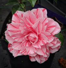 Load image into Gallery viewer, **LES MARBURY**Unique Bloom**Camellia Japonica-Live Starter Plant-USA SELLER
