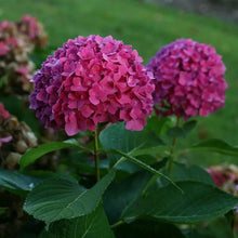 Load image into Gallery viewer, ~LET'S DANCE RAVE~~Hydrangea Starter Plant~DEEP VIOLET PURPLE TO CHARTREUSE PINK
