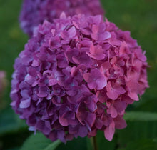 Load image into Gallery viewer, ~LET'S DANCE RAVE~~Hydrangea Starter Plant~DEEP VIOLET PURPLE TO CHARTREUSE PINK
