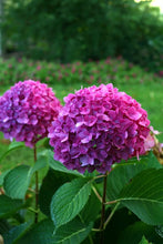 Load image into Gallery viewer, ~LET'S DANCE RAVE~~Hydrangea Starter Plant~DEEP VIOLET PURPLE TO CHARTREUSE PINK
