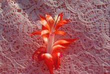 Load image into Gallery viewer, LaKoda Fire Christmas Cactus/Thanksgiving Cactus SchlumbergeraTruncata Rooted STARTER Plant (Copy)
