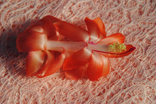 Load image into Gallery viewer, Laks Christmas Cactus/Thanksgiving Cactus Schlumbergera Truncata Rooted STARTER Plant

