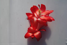 Load image into Gallery viewer, Le'ahi Volcano-Christmas Cactus/Thanksgiving Cactus SchlumbergeraTruncata Rooted STARTER Plant
