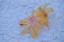 Load image into Gallery viewer, Lemon Drop-Christmas Cactus/Thanksgiving Cactus Schlumbergera Truncata Rooted STARTER Plant
