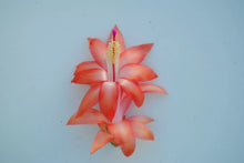Load image into Gallery viewer, Leonardo Da Vinci Christmas Cactus/Thanksgiving Cactus Schlumbergera Truncata Rooted STARTER Plant
