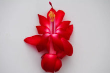 Load image into Gallery viewer, Lipstick Christmas Cactus/Thanksgiving Cactus Schlumbergera Truncata Rooted STARTER Plant
