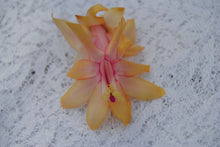 Load image into Gallery viewer, Lorreine LeClerc Christmas Cactus/Thanksgiving Cactus SchlumbergeraTruncata Rooted STARTER Plant
