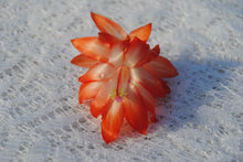 Load image into Gallery viewer, Lucky Strike Christmas Cactus/Thanksgiving Cactus SchlumbergeraTruncata Rooted STARTER Plant
