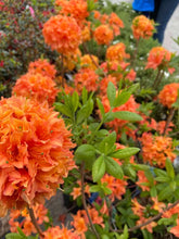 Load image into Gallery viewer, MANDARIN  Azalea Rhododendron Hybrid~SMALL STARTER Plant (MAY BE DORMANT)
