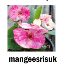 Load image into Gallery viewer, MANGEERISUK**Crown Of Thorns-Euphorbia Milii CHRIST PLANT SMALL ROOTED STARTER PLANT
