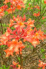 Load image into Gallery viewer, MAUVILA GOLD   Aromi Azalea Rhododendron Deciduous Starter Plant (MAY BE DORMANT)
