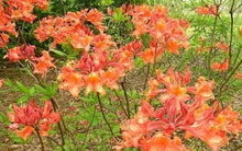 Load image into Gallery viewer, MAUVILA GOLD   Aromi Azalea Rhododendron Deciduous Starter Plant (MAY BE DORMANT)
