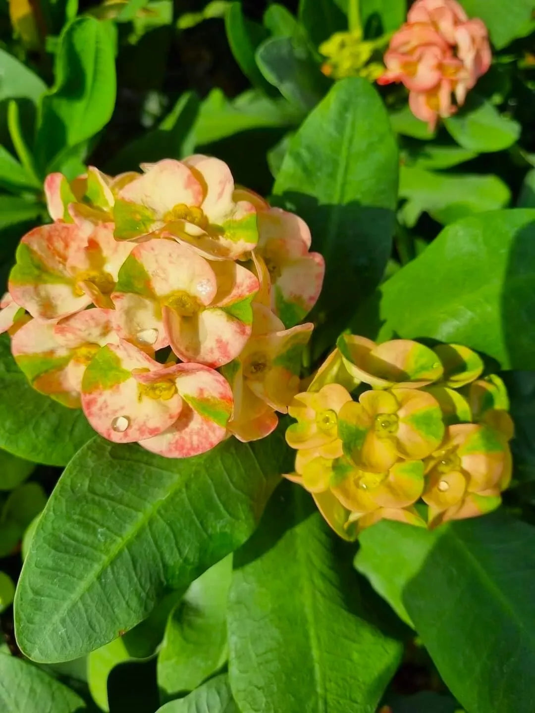 MEE LAB**Crown Of Thorns-Euphorbia Milii CHRIST PLANT SMALL ROOTED STA ...