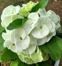 Load image into Gallery viewer, MEE NGERN**Crown Of Thorns-Euphorbia Milii CHRIST PLANT SMALL ROOTED STARTER PLANT
