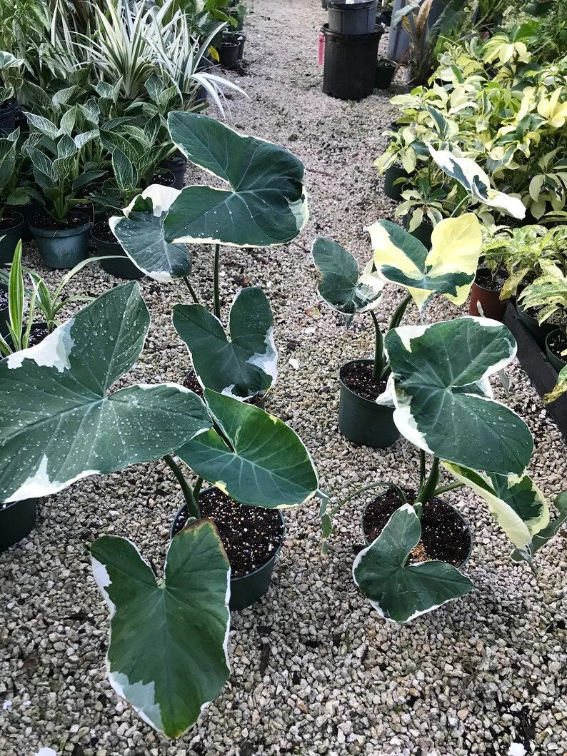 mickey mouse elephant ear plant MICKEY MOUSE xanthosoma albo marginata variegated alocasia Elephant Ea – Hope's Flower Garden
