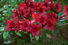 Load image into Gallery viewer, MIDNIGHT FLARE   Azalea/Rhododendron Deciduous SMALL ROOTED Starter Plant
