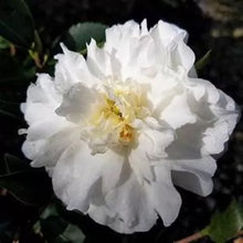 Load image into Gallery viewer, **MINE-NO-YUKI**Camellia Japonica--Live STARTER Plant-BEAUTIFUL RUFFLED PETALS!
