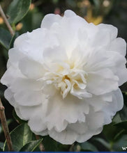 Load image into Gallery viewer, **MINE-NO-YUKI**Camellia Japonica--Live STARTER Plant-BEAUTIFUL RUFFLED PETALS!
