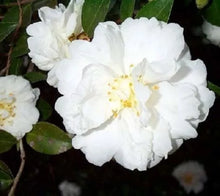 Load image into Gallery viewer, **MINE-NO-YUKI**Camellia Japonica--Live STARTER Plant-BEAUTIFUL RUFFLED PETALS!
