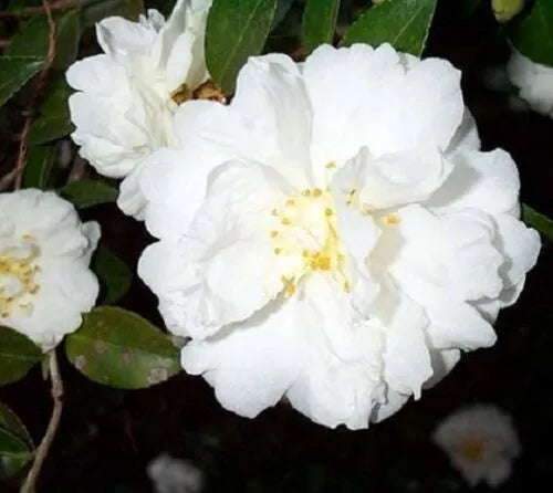**MINE-NO-YUKI**Camellia Japonica--Live STARTER Plant-BEAUTIFUL RUFFLED PETALS!