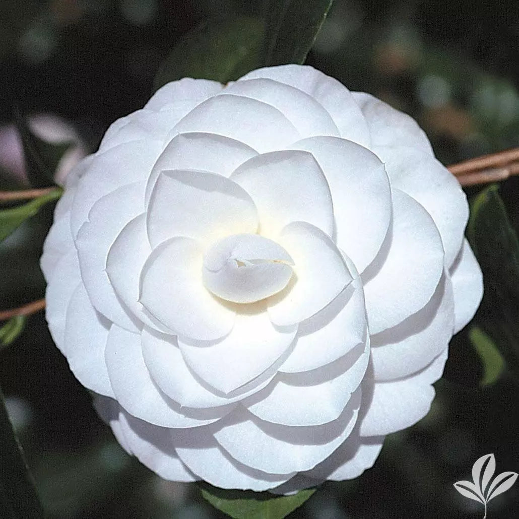 **MISS BILOXI**Unique Bloom**Camellia Japonica-Live Starter Plant -USA SELLER