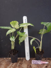 Load image into Gallery viewer, Macrorrhizos Variegat ~~Variegated Alocasia Small Rooted Starter Plant~~EXTREMELY RARE!!!The Rarest Elephant of All!
