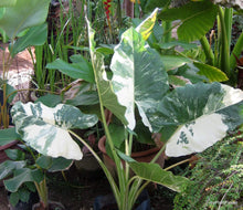 Load image into Gallery viewer, Macrorrhizos Variegat ~~Variegated Alocasia Small Rooted Starter Plant~~EXTREMELY RARE!!!The Rarest Elephant of All!
