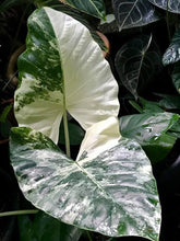 Load image into Gallery viewer, Macrorrhizos Variegat ~~Variegated Alocasia Small Rooted Starter Plant~~EXTREMELY RARE!!!The Rarest Elephant of All!
