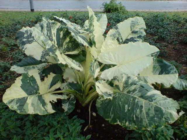 Macrorrhizos Variegat ~~Variegated Alocasia Small Rooted Starter Plant~~EXTREMELY RARE!!!The Rarest Elephant of All!