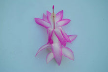 Load image into Gallery viewer, Madame Butterfly Christmas Cactus/Thanksgiving Cactus Schlumbergera Truncata Rooted STARTER Plant
