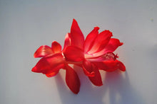 Load image into Gallery viewer, Magic Fantasy Christmas Cactus/Thanksgiving Cactus Schlumbergera Truncata Rooted STARTER Plant
