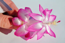 Load image into Gallery viewer, May Queen-Christmas Cactus/Thanksgiving Cactus-Schlumbergera Truncata Rooted STARTER Plant
