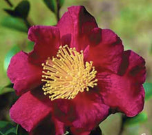 Load image into Gallery viewer, Midnight Lover~~Camellia Japonica Live STARTER Plant--VERY UNIQUE COLOR!
