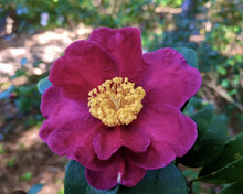 Load image into Gallery viewer, Midnight Lover~~Camellia Japonica Live STARTER Plant--VERY UNIQUE COLOR!
