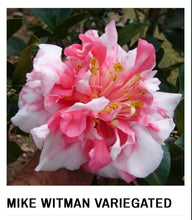 Load image into Gallery viewer, Mike Witman-Bicolor Bloom-Camellia Japonica-Live Starter Plant-Very Rare!
