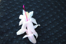 Load image into Gallery viewer, Mother's Day Christmas Cactus/Thanksgiving Cactus SchlumbergeraTruncata Rooted STARTER Plant
