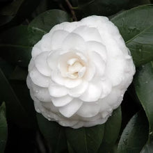 Load image into Gallery viewer, Nuccio's Gem~~Camellia Japonica-Live Starter Plant-Highly Variable Blooms!
