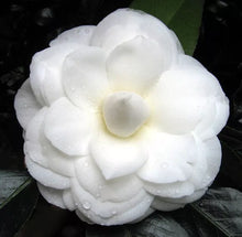 Load image into Gallery viewer, Nuccio's Gem~~Camellia Japonica-Live Starter Plant-Highly Variable Blooms!
