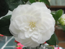 Load image into Gallery viewer, Nuccio's Gem~~Camellia Japonica-Live Starter Plant-Highly Variable Blooms!
