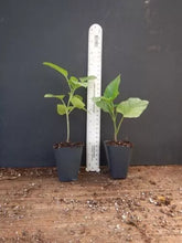 Load image into Gallery viewer, Orange Pagoda-Clerodendrum paniculatum-AKA Orange Pyramid Tower--STARTER PLANT
