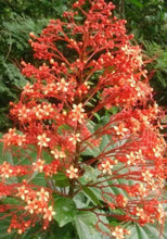 Load image into Gallery viewer, Orange Pagoda-Clerodendrum paniculatum-AKA Orange Pyramid Tower--STARTER PLANT
