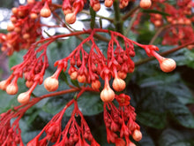 Load image into Gallery viewer, Orange Pagoda-Clerodendrum paniculatum-AKA Orange Pyramid Tower--STARTER PLANT
