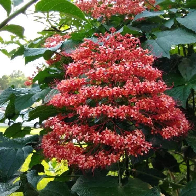 Orange Pagoda-Clerodendrum paniculatum-AKA Orange Pyramid Tower--STARTER PLANT
