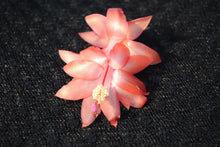 Load image into Gallery viewer, Orange Blossom Christmas Cactus/Thanksgiving Cactus SchlumbergeraTruncata Rooted STARTER Plant
