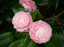 Load image into Gallery viewer, Otome~~Camellia Japonica-Live Starter Plant-Highly Variable Blooms!
