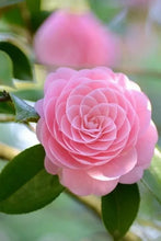 Load image into Gallery viewer, Otome~~Camellia Japonica-Live Starter Plant-Highly Variable Blooms!
