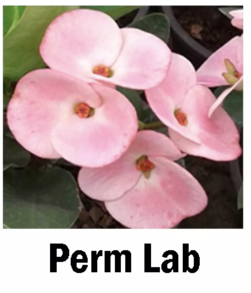 PERM LAB**Crown Of Thorns-Euphorbia Milii  CHRIST PLANT SMALL ROOTED STARTER PLANT