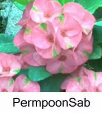 Load image into Gallery viewer, PERM POON SAB **Crown Of Thorns-Euphorbia Milii CHRIST PLANT SMALL ROOTED STARTER PLANT
