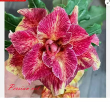 Load image into Gallery viewer, PERSIAN CAT--Desert Rose Adenium Obesum SMALL Rooted Seedling Plant
